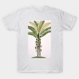 Palm tree, artwork (C012/2356) T-Shirt